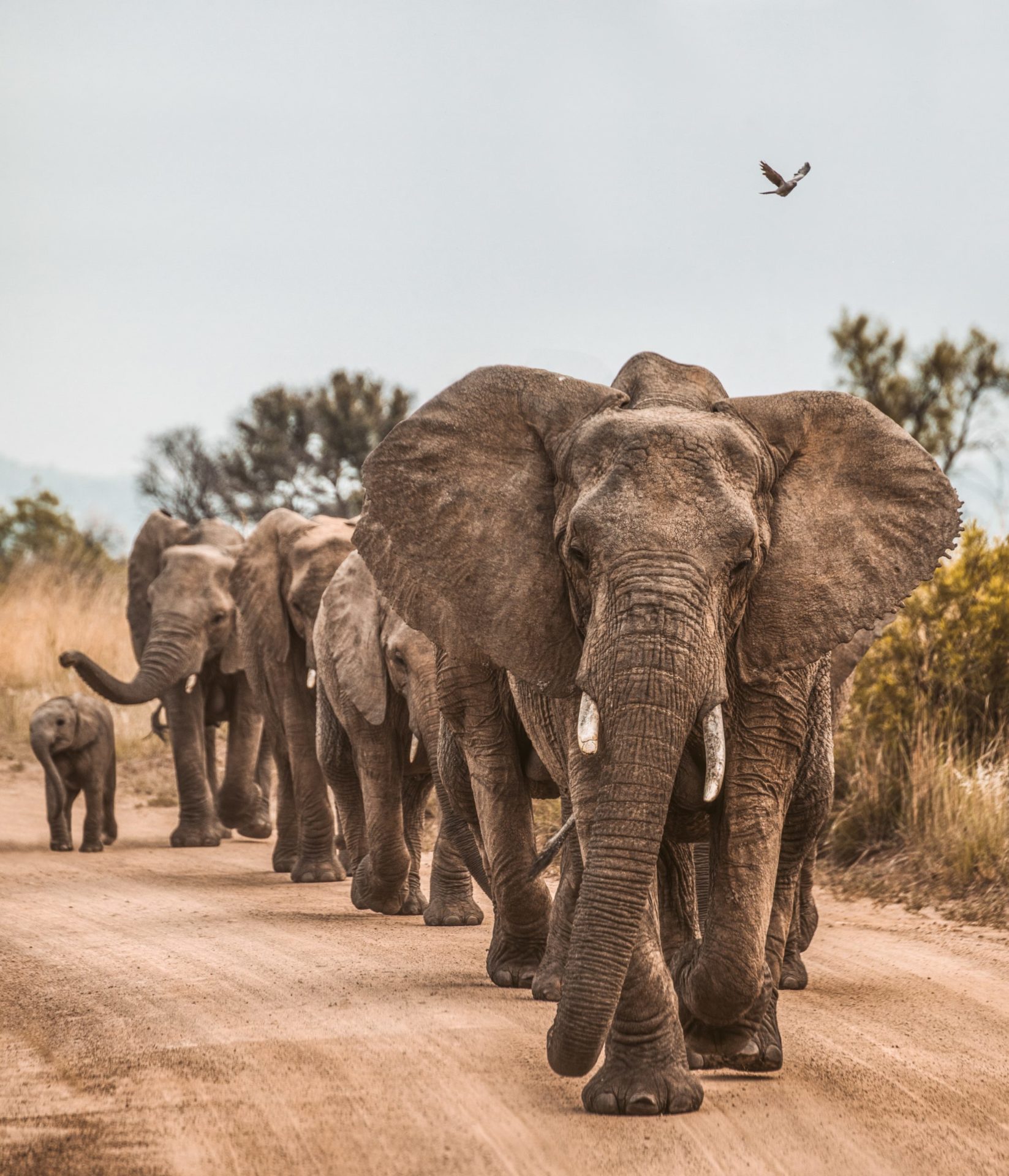 Elephants Marching