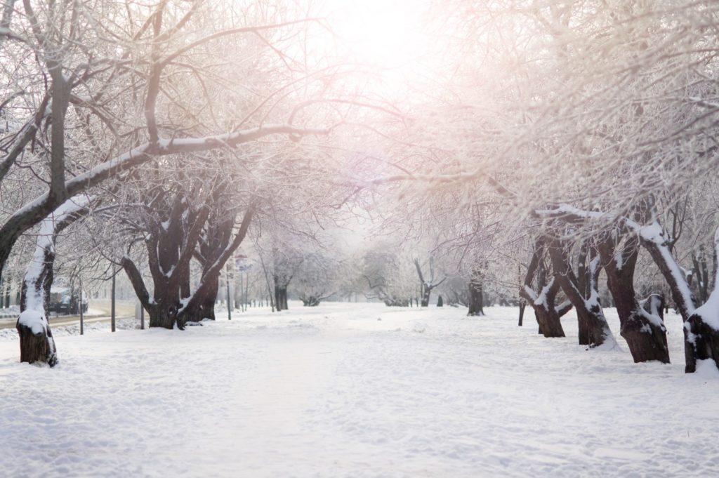 Snowy Park with trees